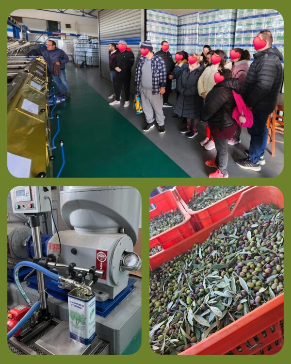 Επίσκεψη σε Ελαιοτριβείο 🫒